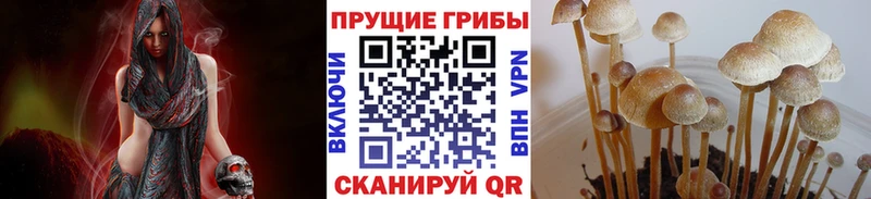 Псилоцибиновые грибы Cubensis  кракен онион  Рошаль  сколько стоит 